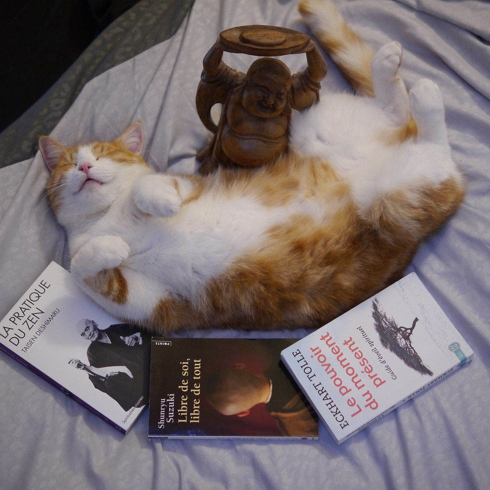 Chat Zen - www.unmomentpourseposer.fr