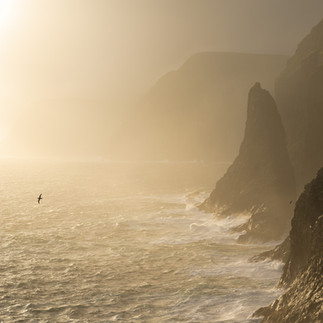 Scogliere in luce dorata con nebbia marina e uccelli in volo