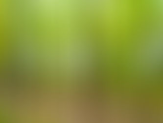 Movimento verticale su un bosco: gli alberi diventano bande di colore. Immagine illustrativa su licenza, non materiale originale BluPuffin.