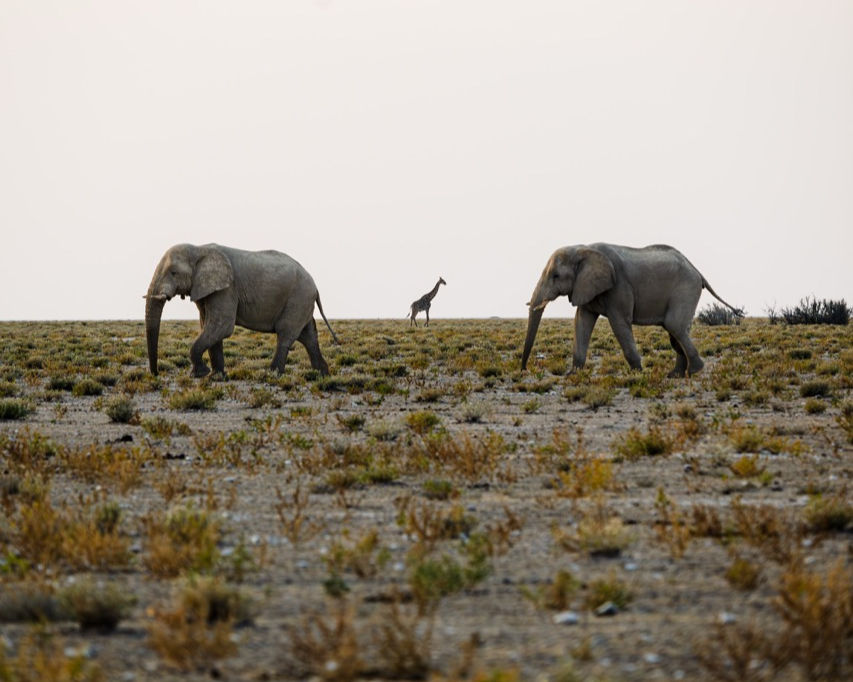 Due elefanti in primo piano, giraffa minuscola sullo sfondo tra di loro. La giraffa — protagonista nella HERO — diventa un dettaglio. La storia ora è sul posto, non sull’animale.