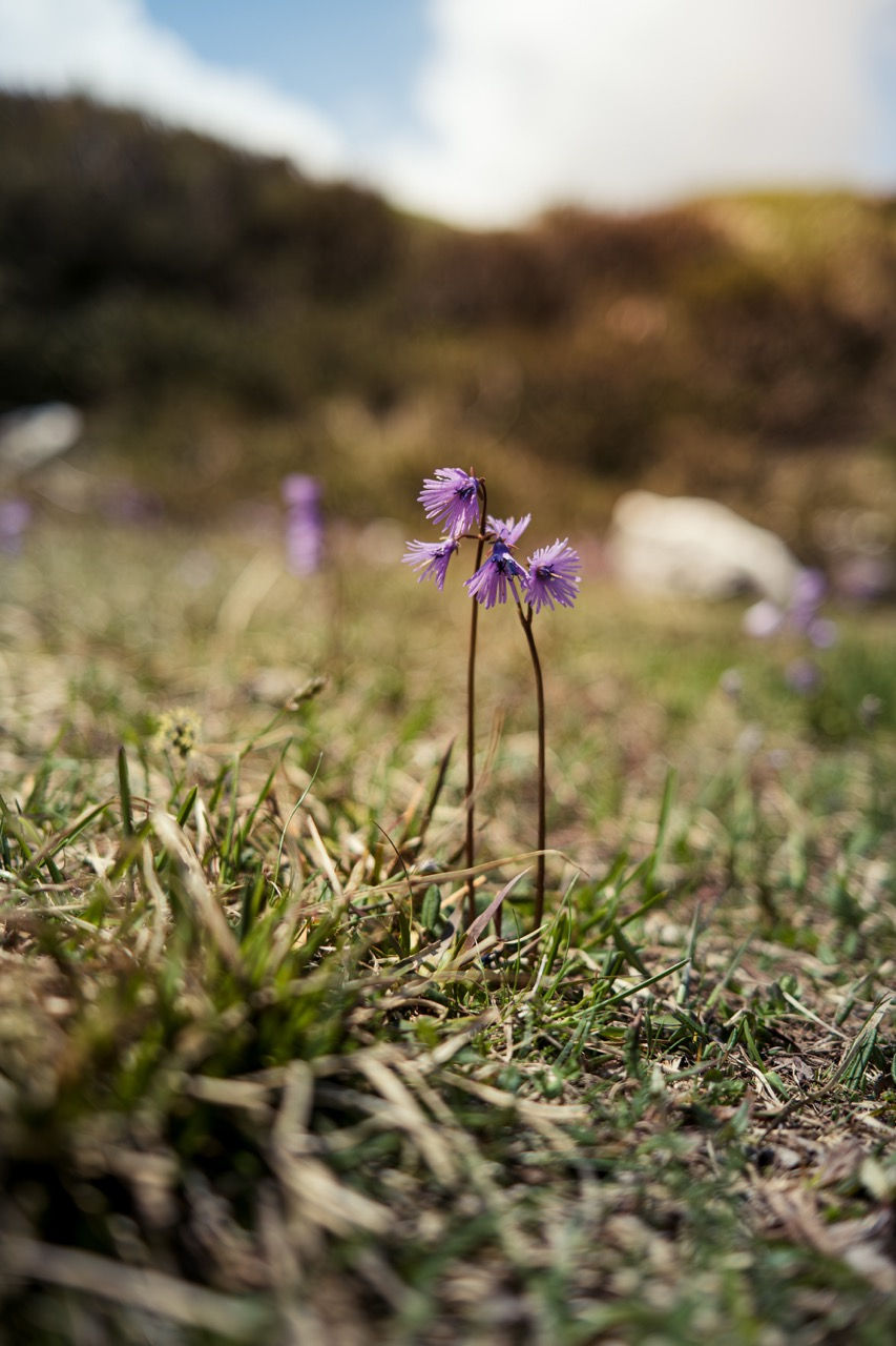 Soldanella viola su gambo sottile, sfondo sfocato di prato — il concetto portato a casa, in quota, in questo mese. Lo stesso diaframma della giraffa, applicato a dieci centimetri da terra nelle Dolomiti di maggio.