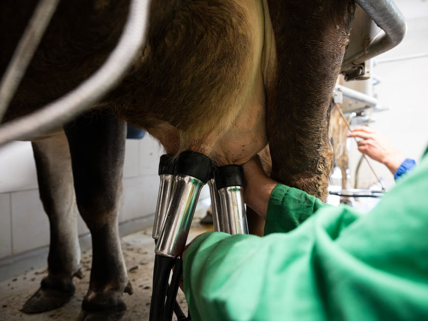 Allevatore che munge una mucca in stalla; il latte fresco scorre in un secchio d’acciaio lucido.