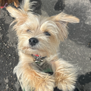 dog sitting south of Ayr