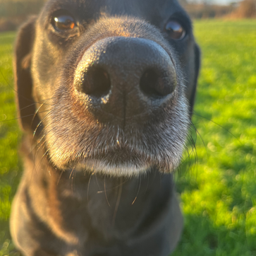 dog sitting in Ayr and Coylton