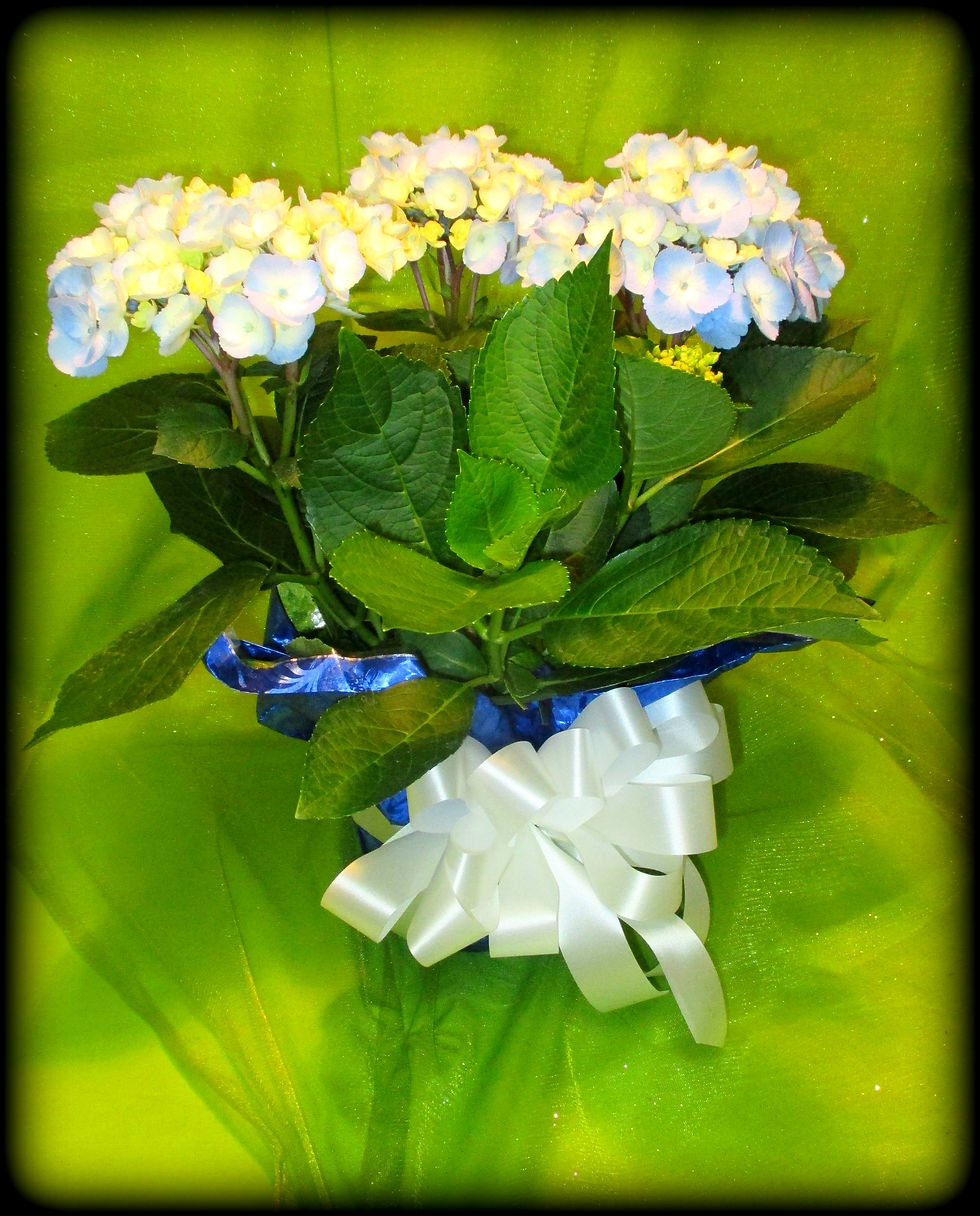 Birthday Celebration 05