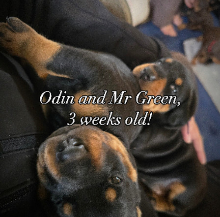 our G litter pups_edited.jpg