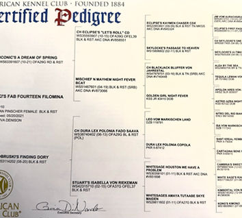 phoebe pedigree image_edited.jpg