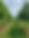 London_Plane_Tree_02.jpg