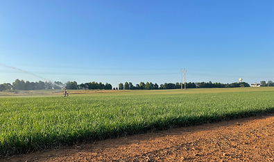 Turf Field
