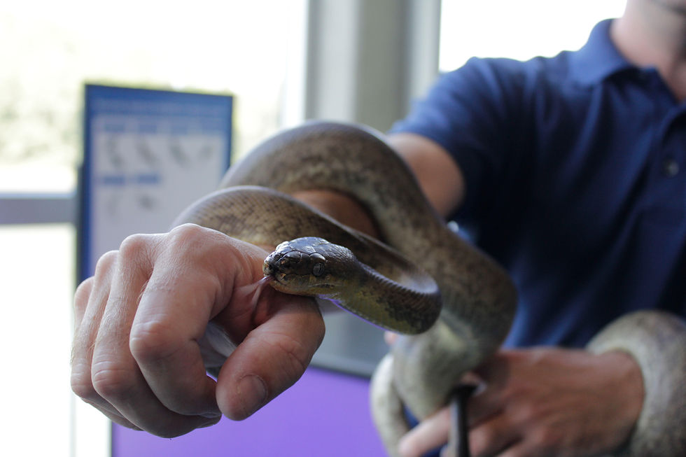 Snake's Display