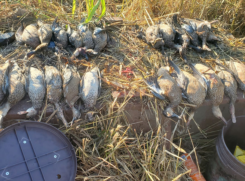 Teal limits laid out on top of blind Rock'n B Guide Service