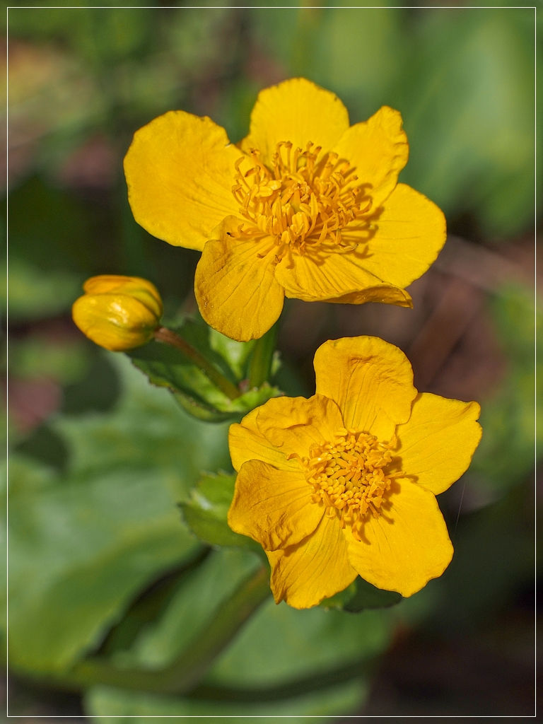 Butterblume