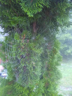 spiders web outside the shop