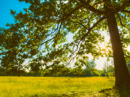 chemin nature symbolisant le pardon émotionnel et la libération intérieure