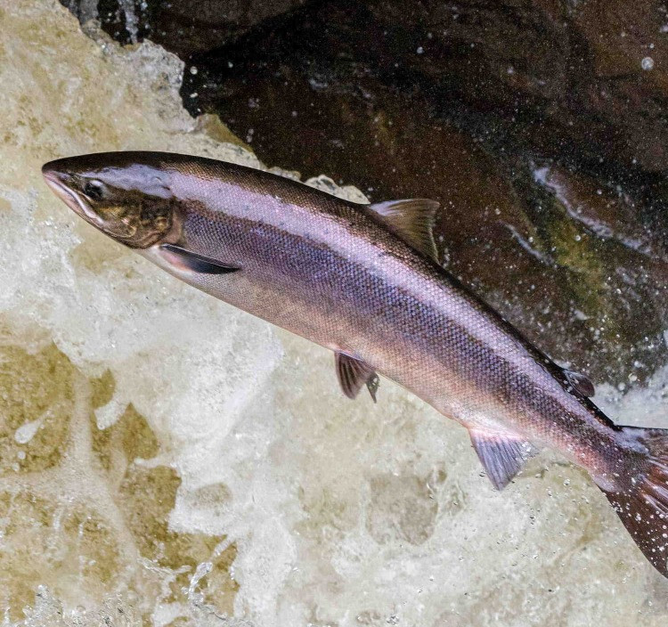 Angling ChesterleStreet