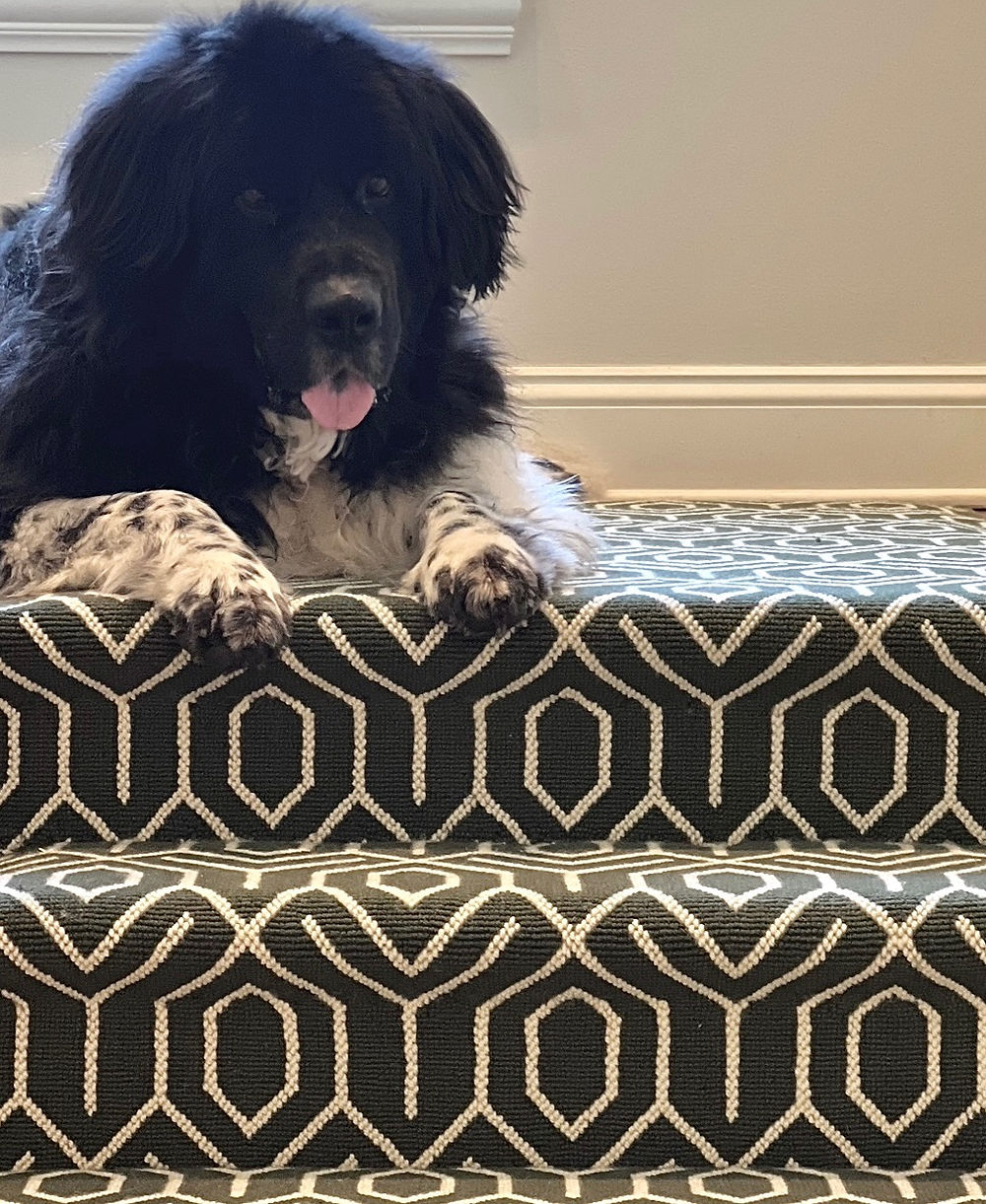 Newfoundland dog resting on patterned stairs