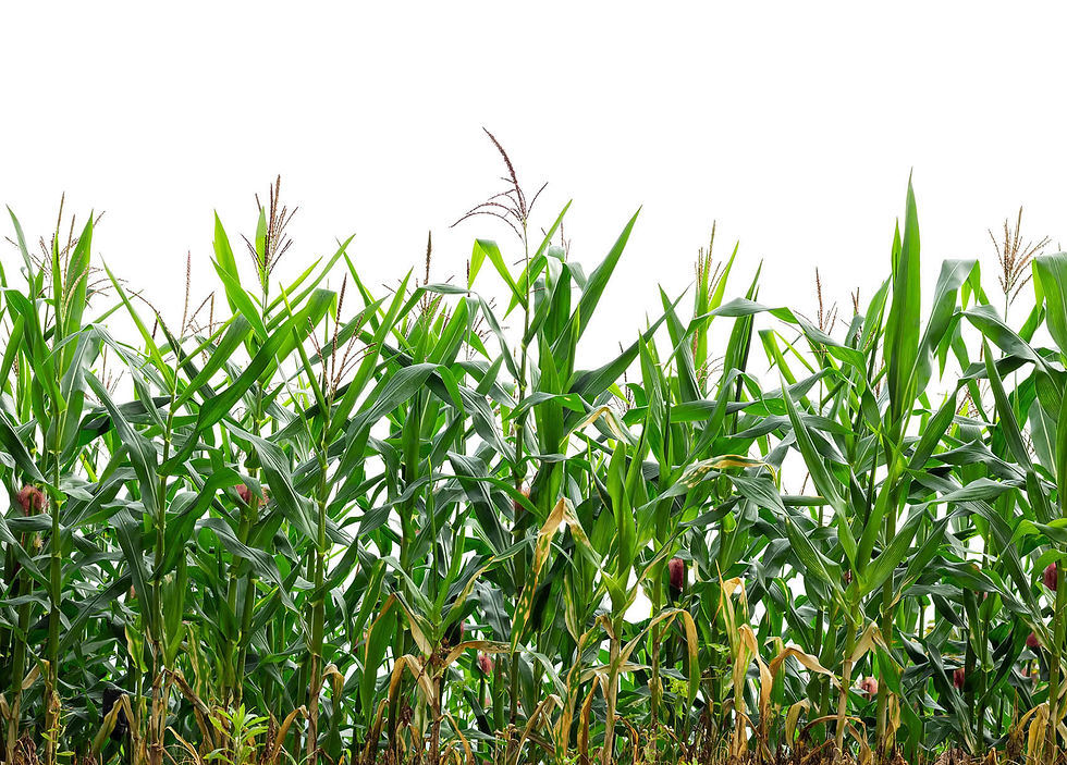 corn.jpeg