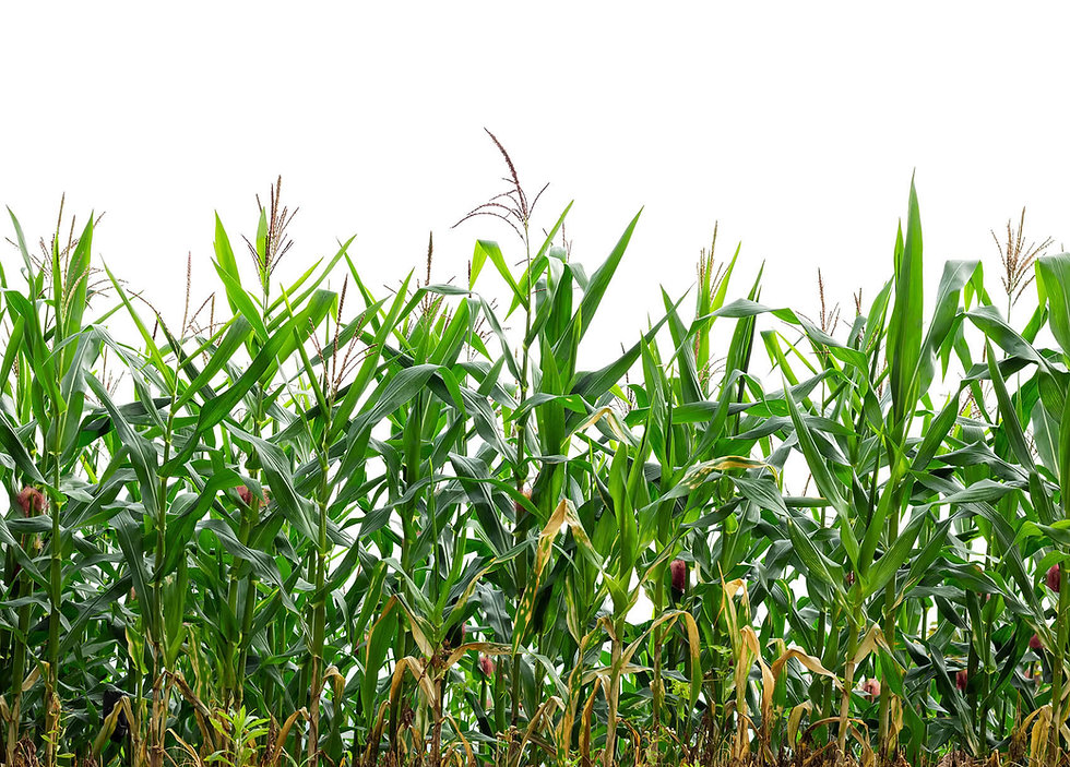 corn.jpeg