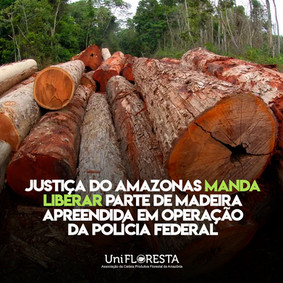 Juíza manda PF devolver madeira apreendida na divisa do Amazonas com o Pará.
