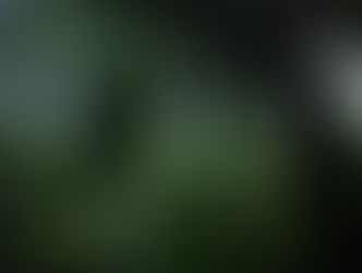 Governo quer mais privados a investir na floresta