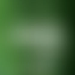 Nos 8 anos do Código Florestal, engenheira da Uniconsult 
comenta mudanças na Lei