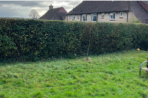Neatly trimmed back hedgerows in a customers garden