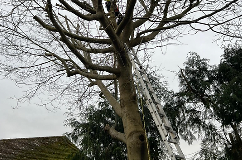 Large tree with a ladder leaning against it, for cutting down