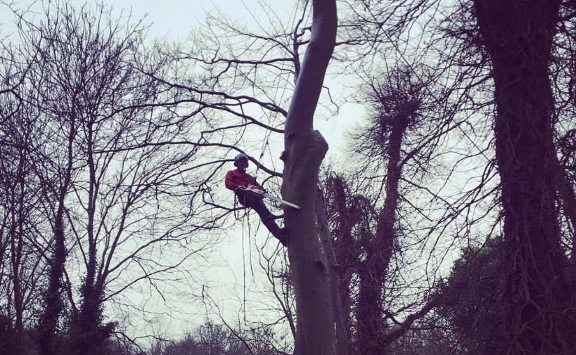 Tree surgeon, up a tree cutting it down