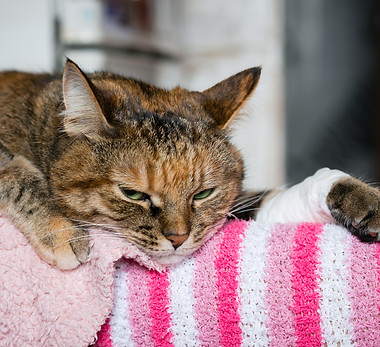 cat sitter sunbury ohio.jpeg