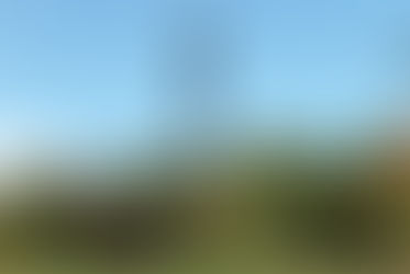 Zoning Board Okays Fake Tree Design for Belle Mead Cell Tower