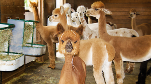 Fireworks Face Growing Criticism, Alpaca Farmer and SAVE Animal Shelter Say Seek Alternatives