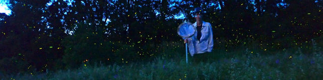 Where Have All the Fireflies Gone?