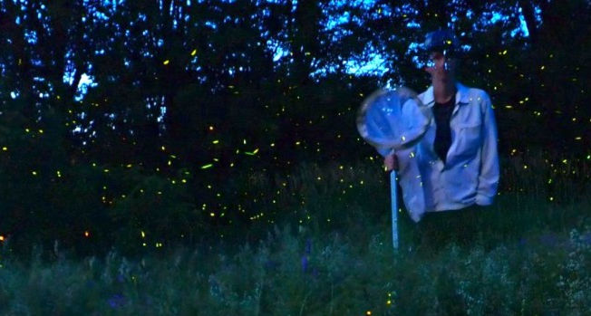 Where Have All the Fireflies Gone?