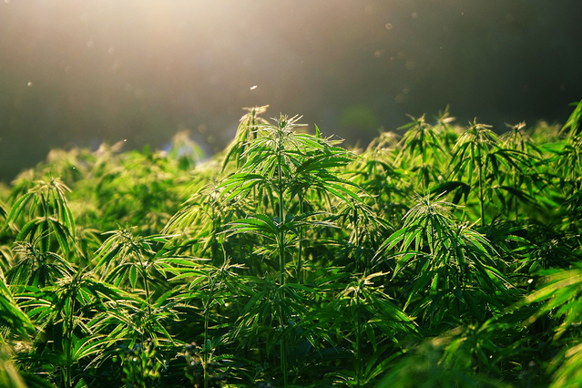 Skillman Woman Sentenced to 5 Years in Prison for Growing Copious Amounts of Black Market Marijuana