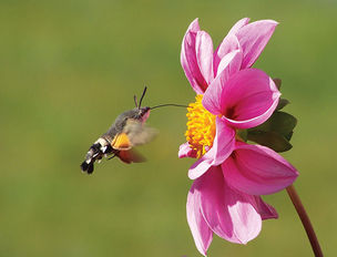 Gardening for the Environment:
The essential link between insects, animals, and plants