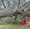 Tree Crashes through the Roof of a Montgomery Home, Storm Clean Up Still in Progress throughout Town