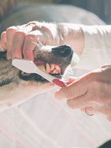 New Owner at Caring Heart Animal Hospital Emphasizes Daily Dental Care for Pets
