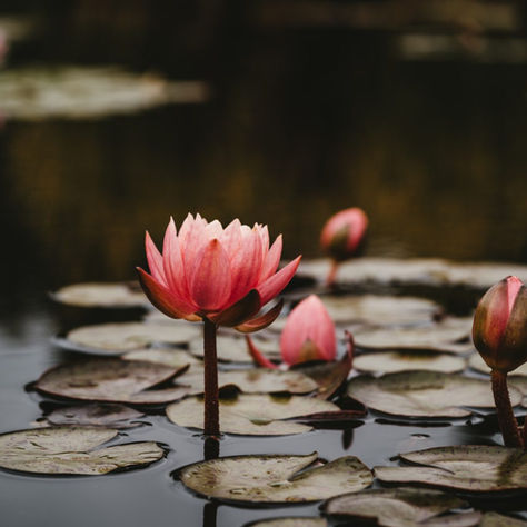 The meaning of lotus in spirituality