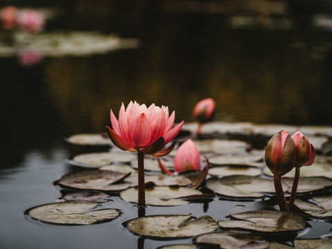 The meaning of lotus in spirituality
