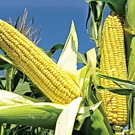 Corn (Maize)