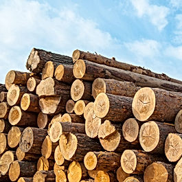 Timber & Logs (Softwood & Hardwood)