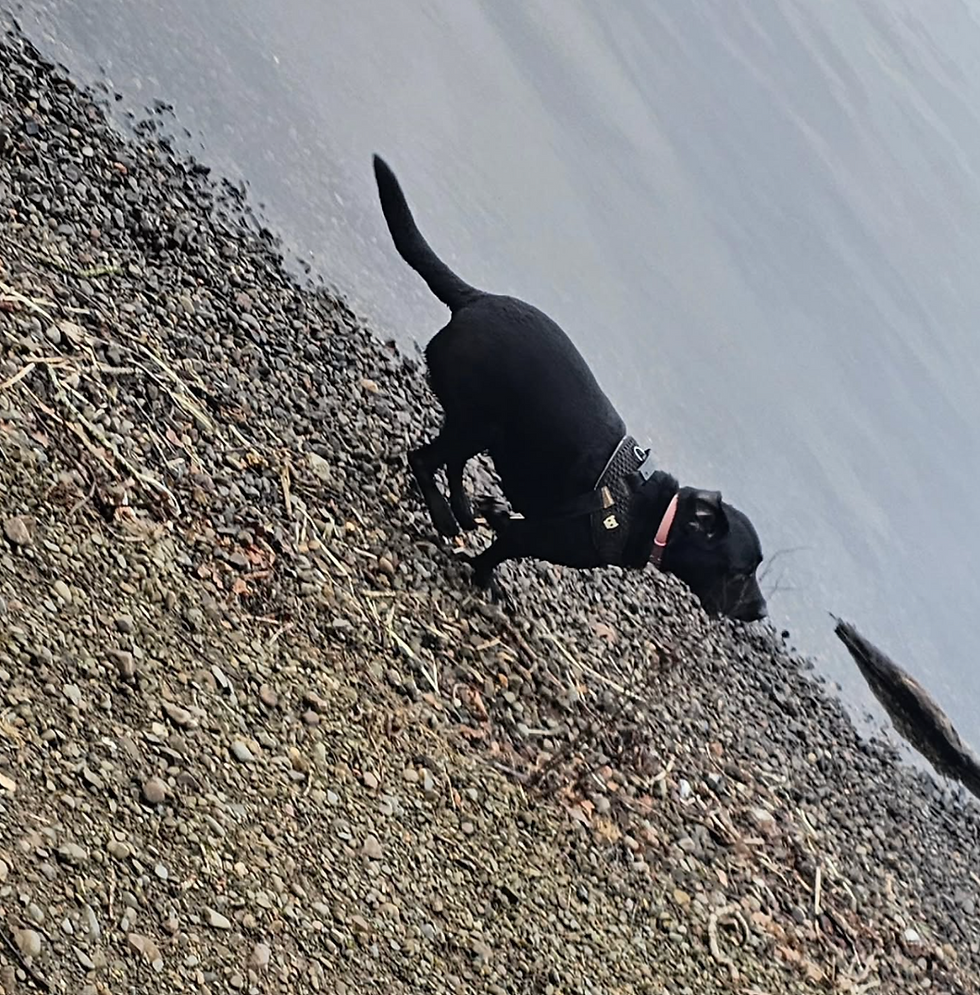 Screenshot 2025-03-04 at 17.27.44