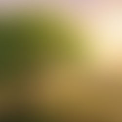 Un gros plan d'un figuier éclatant, arborant de jeunes feuilles vertes et des bourgeons frais, signalant le changement de saison. Deux disciples observent cette croissance sur fond de ciel chaud et doré, illustrant la parabole de Luc 21.