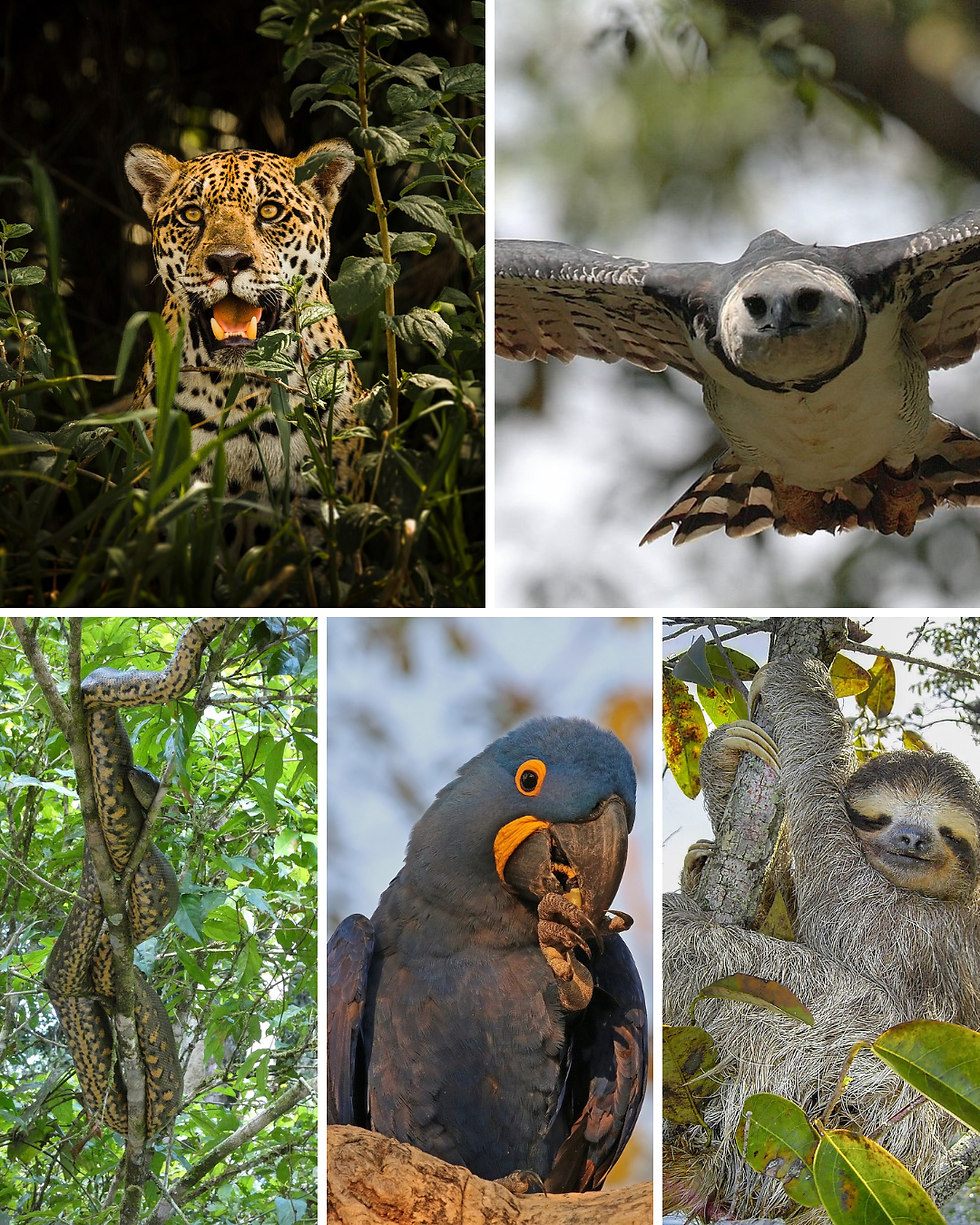 Amazon spirit animals