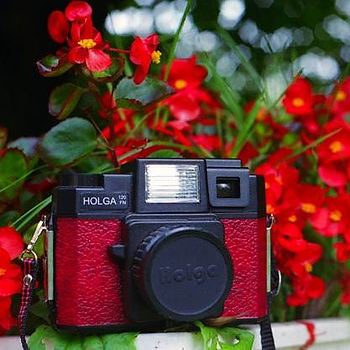Holga and Begonias