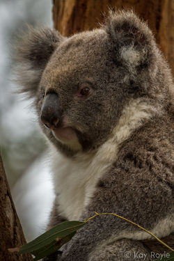 Koala (VU)