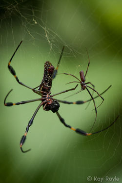 Golden Orb-web Weaver ♂♀