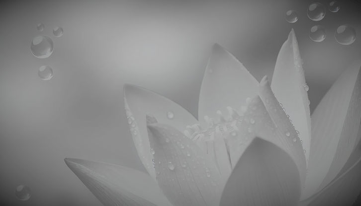 Lotus flower symbolizing growth and transformation in the training journey