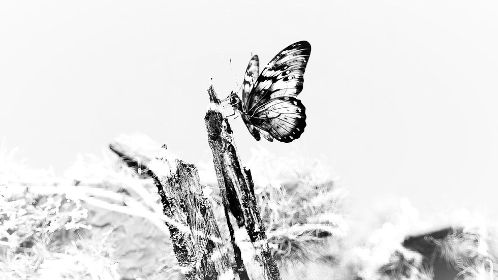 Butterfly- A symbol of resilience and transformation