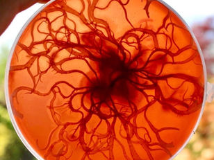 Mushlabs: Pioneering the Mushroom Mycelium Revolution in Food